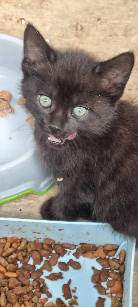 Kittens for sale - Image 3