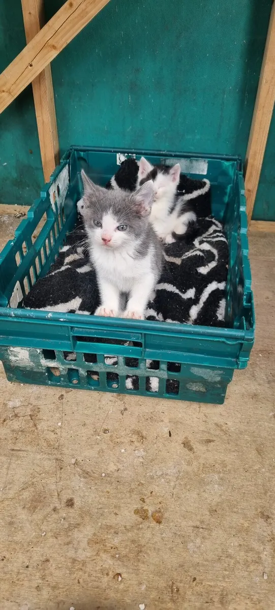 Kittens for sale - Image 4