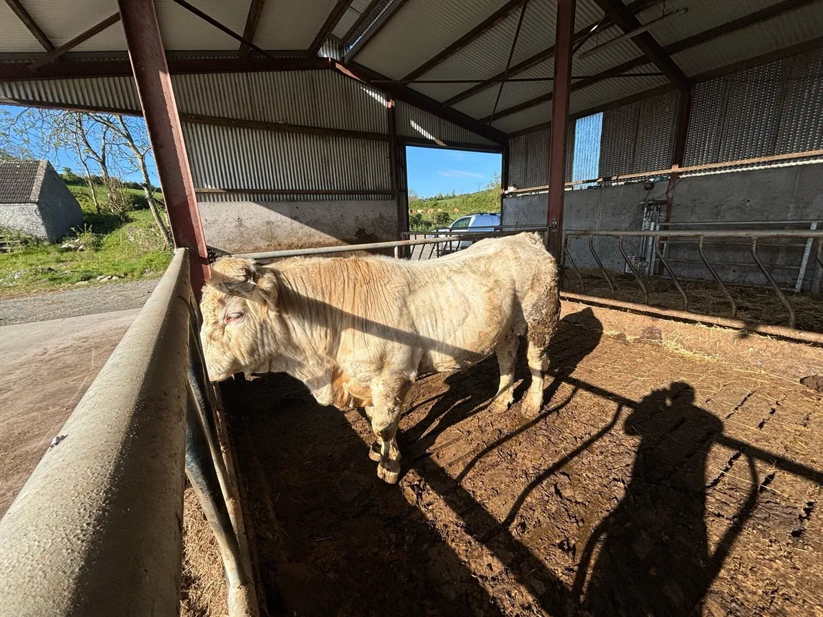 Charolais  bull 5 star 🌟 🌟🌟🌟 🌟 - Image 3