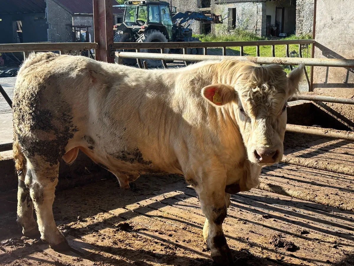 Charolais  bull 5 star 🌟 🌟🌟🌟 🌟 - Image 2