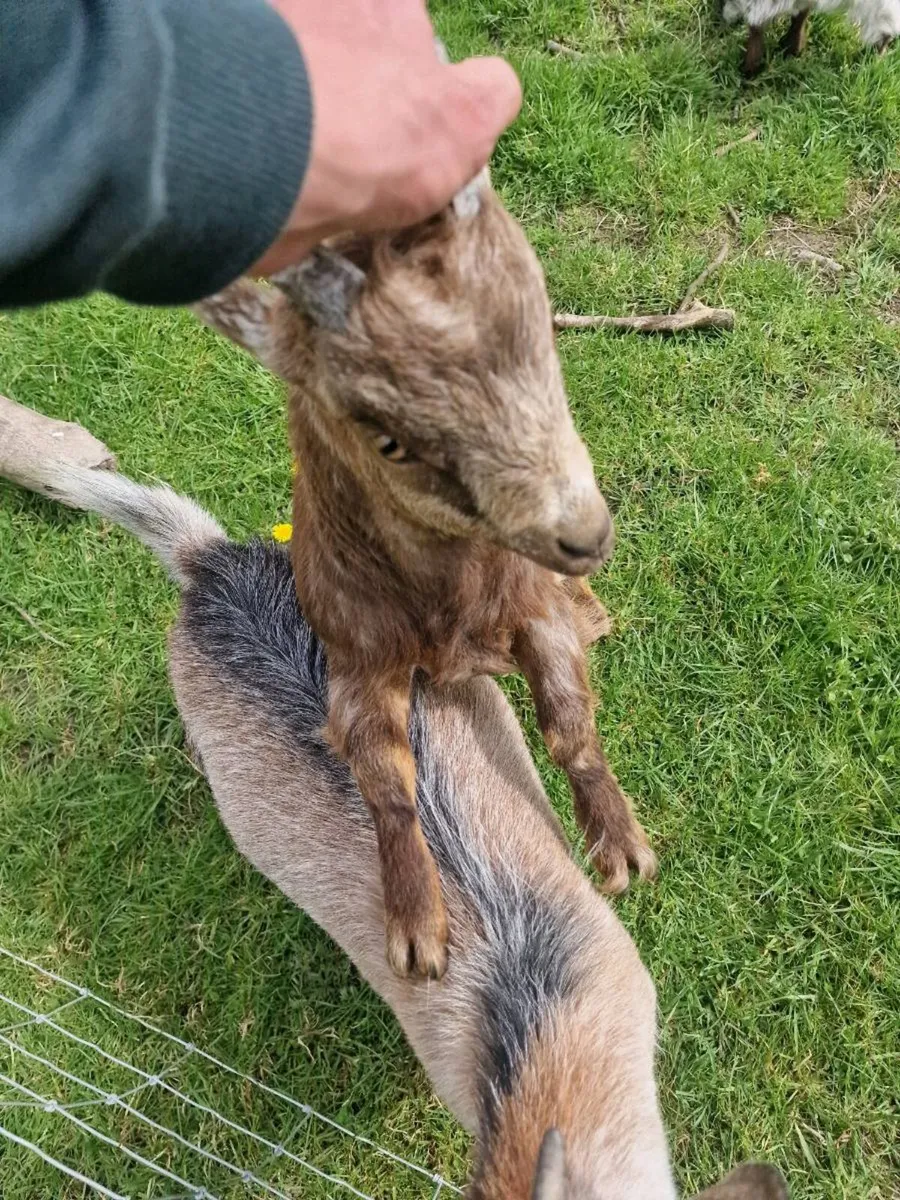 Pygmy goat kid - Image 1