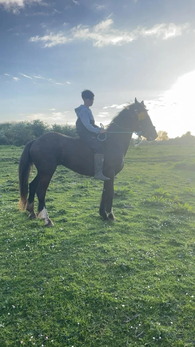 3yr old gelding riding and driving - Image 1