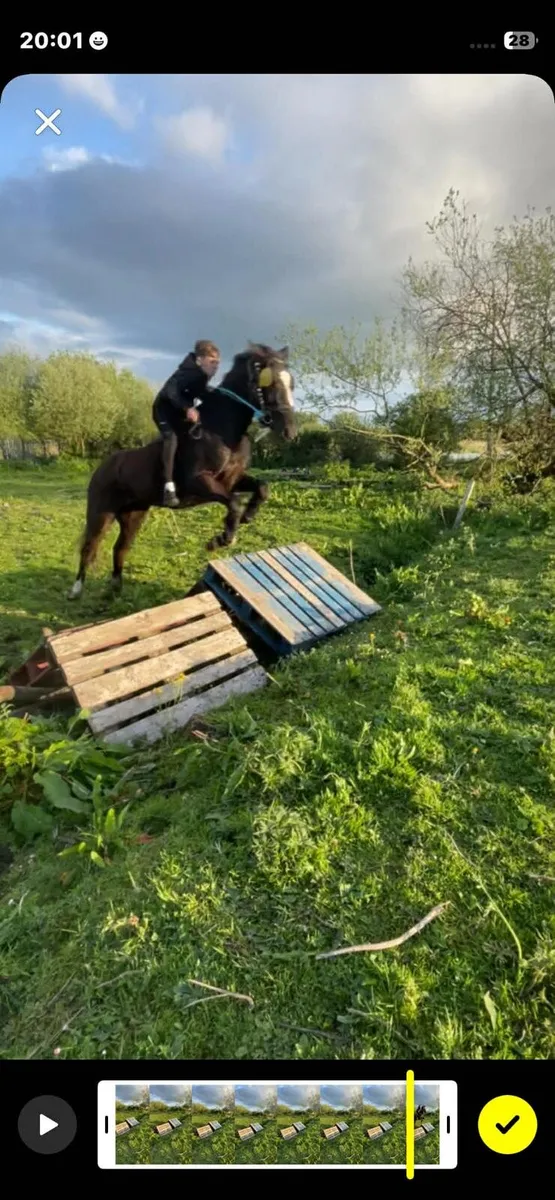 3yr old gelding riding and driving - Image 2