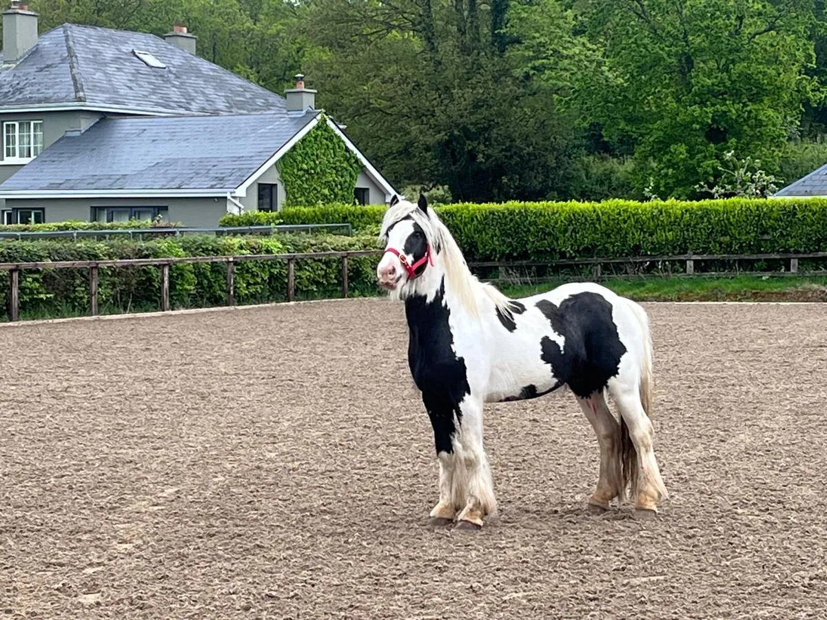 4 YEAR OLD GELDING COB - Image 2