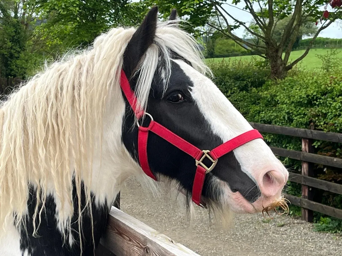 4 YEAR OLD GELDING COB - Image 4