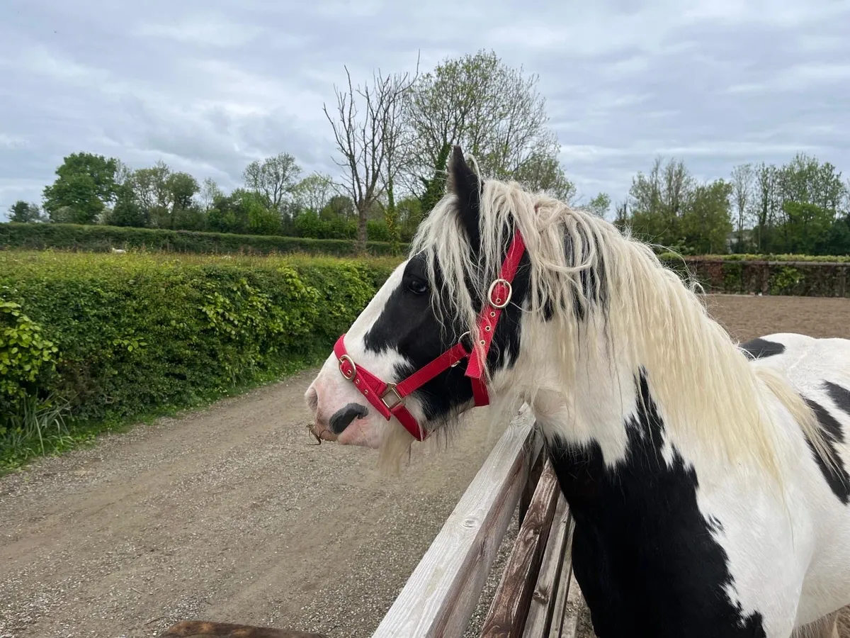 4 YEAR OLD GELDING COB - Image 3