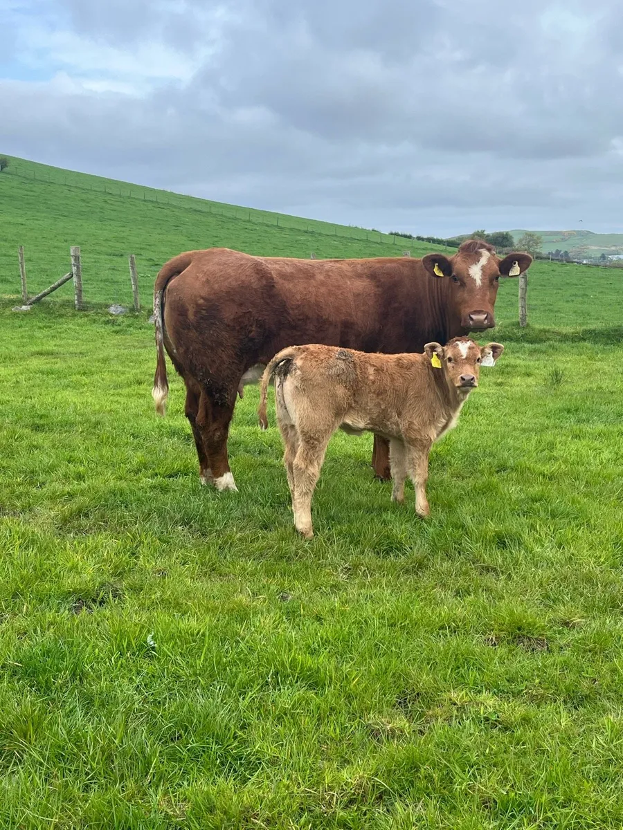 Heifer and calf for Milford mart Saturday May 9th - Image 1