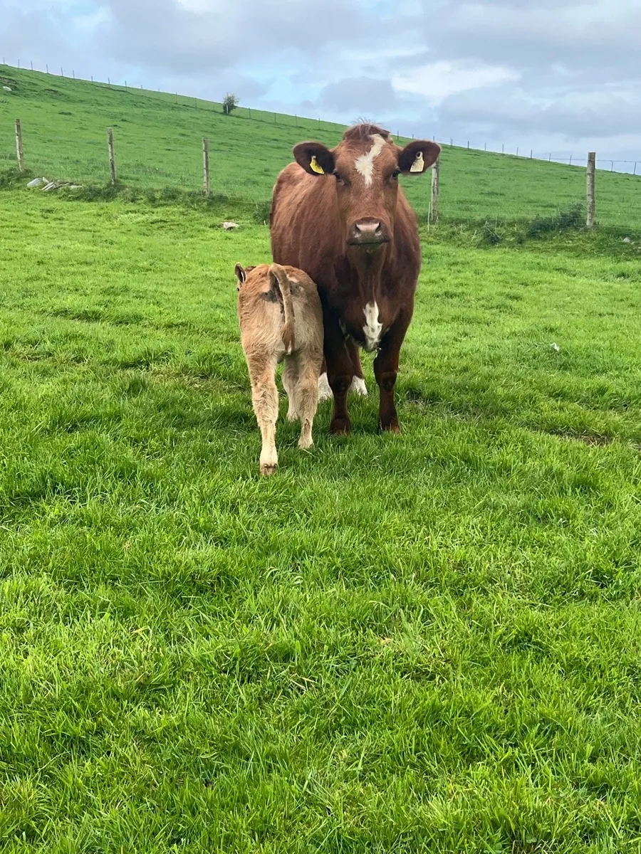 Heifer and calf for Milford mart Saturday May 9th - Image 2