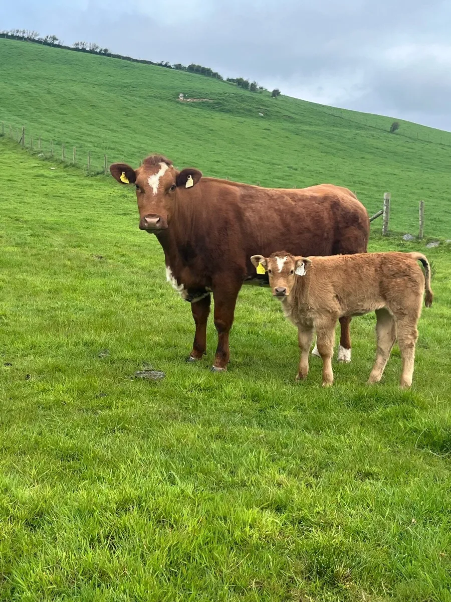 Heifer and calf for Milford mart Saturday May 9th - Image 3