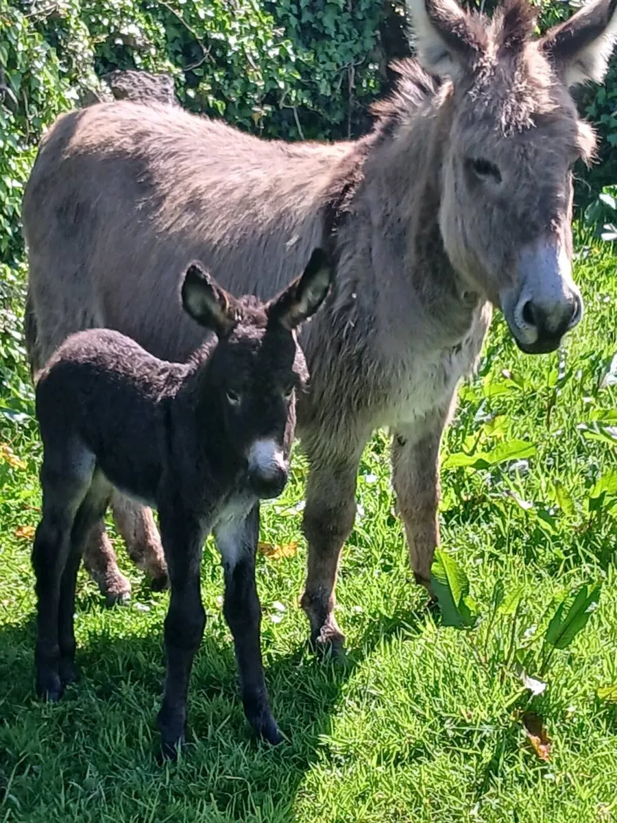 Mother & Daughter Donkeys - Image 1