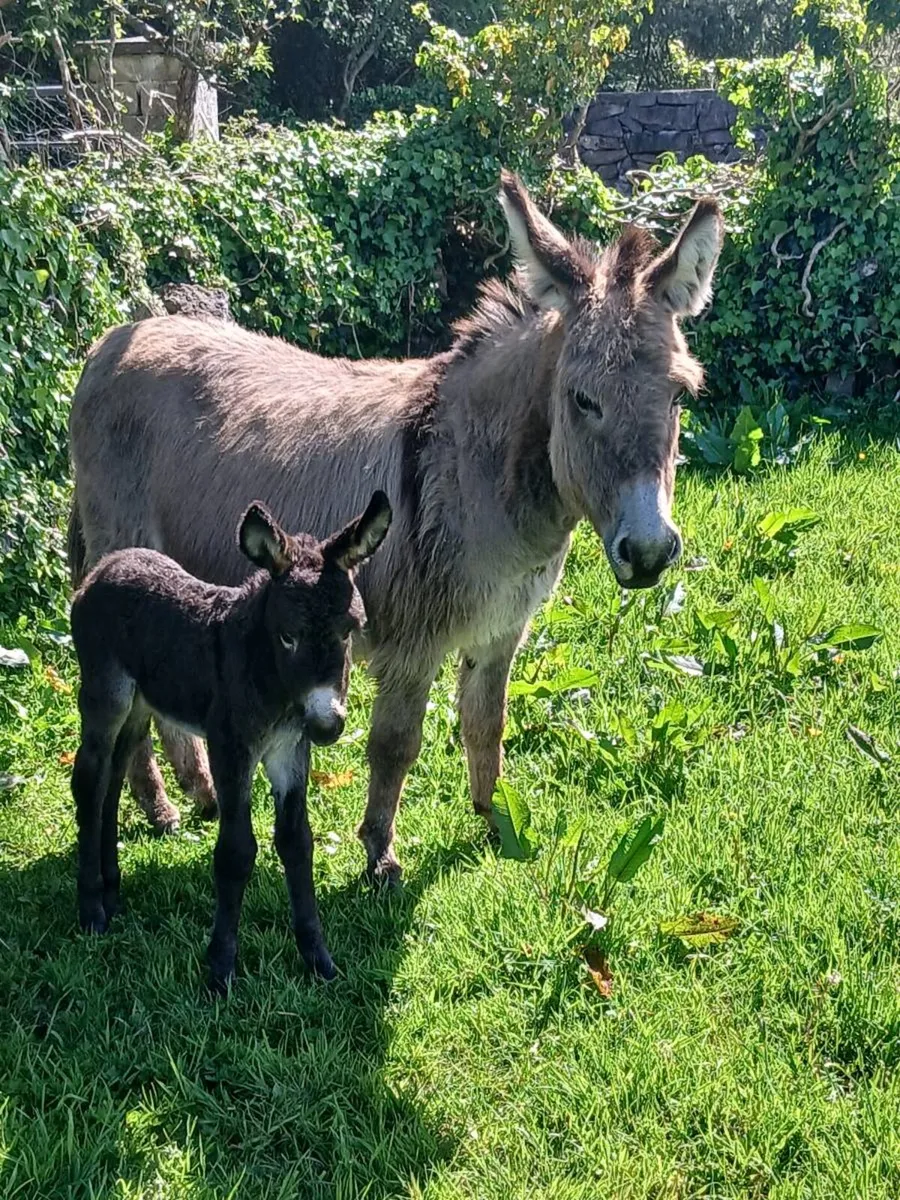Mother & Daughter Donkeys - Image 2
