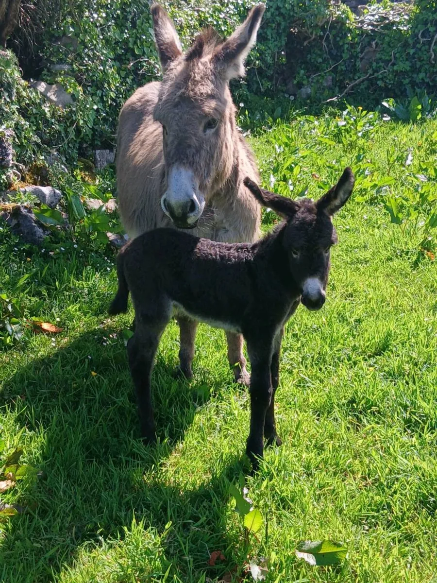 Mother & Daughter Donkeys - Image 3