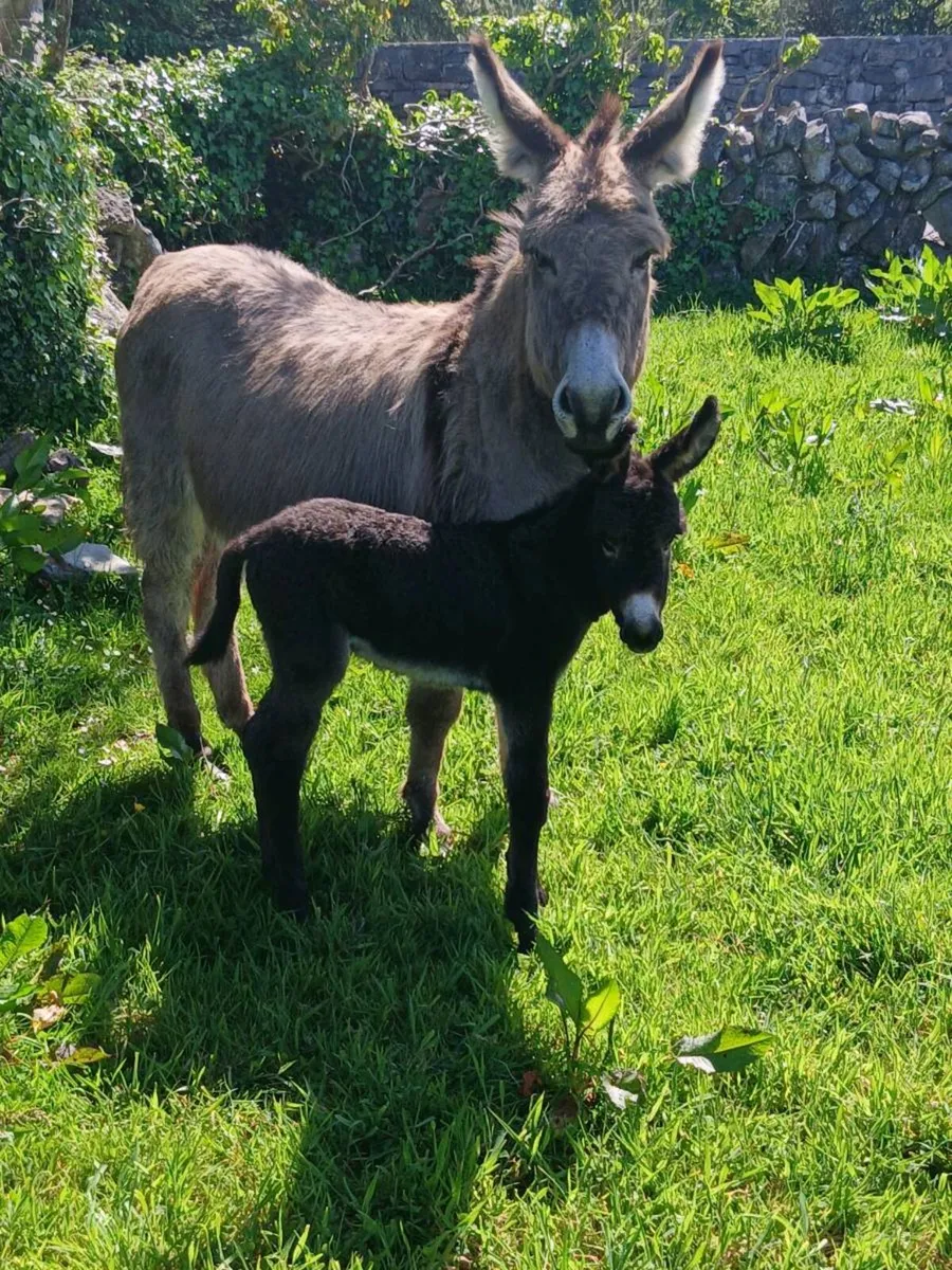 Mother & Daughter Donkeys - Image 4