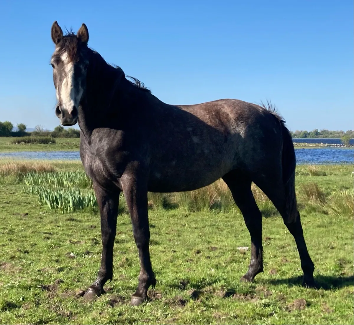 3 YO ISH Filly - Image 1