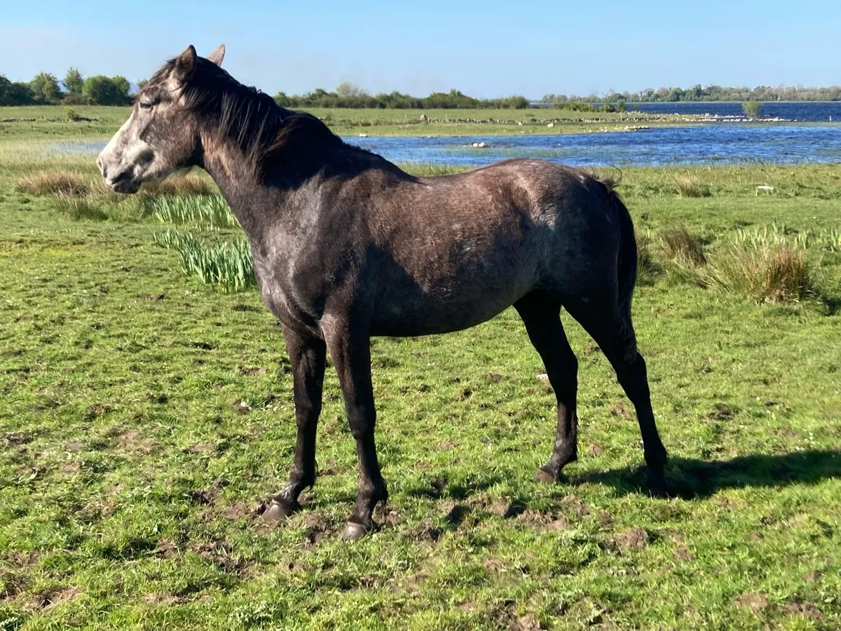 3 YO ISH Filly - Image 2