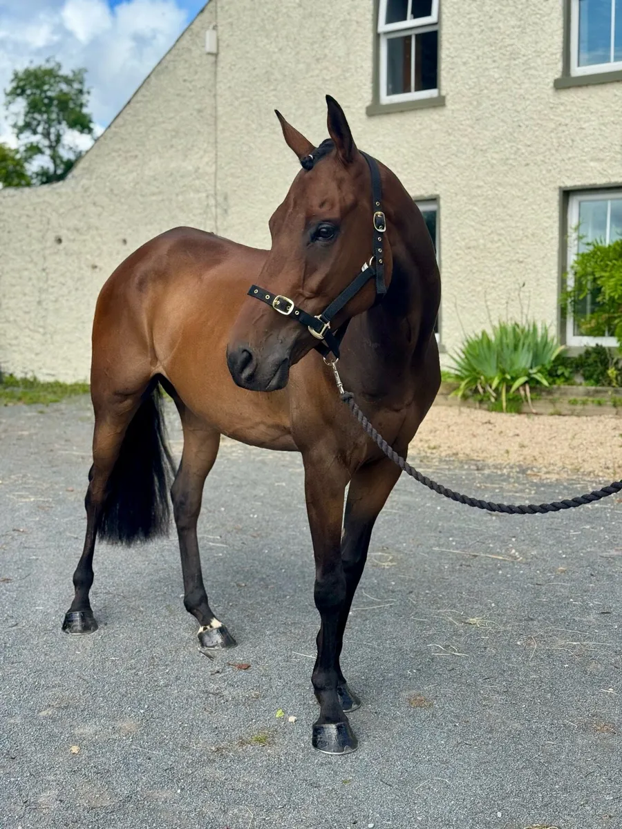 7 yo gelding - Image 2
