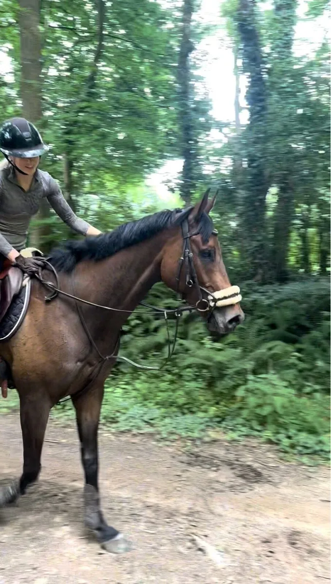 7 yo gelding - Image 3