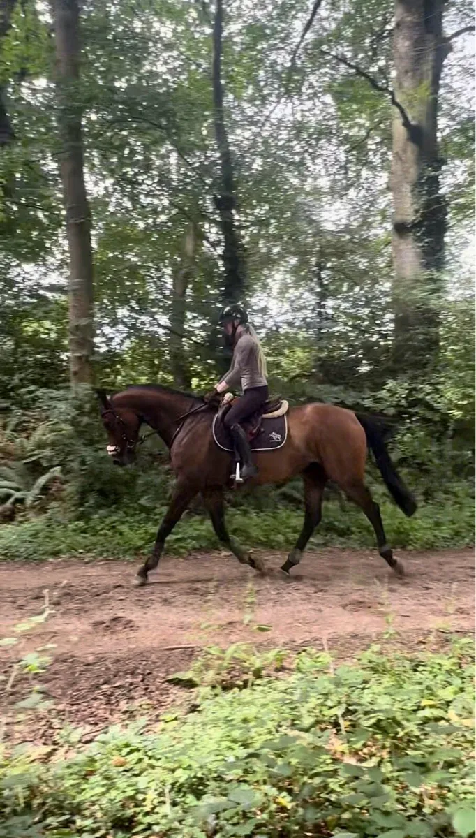 7 yo gelding - Image 4