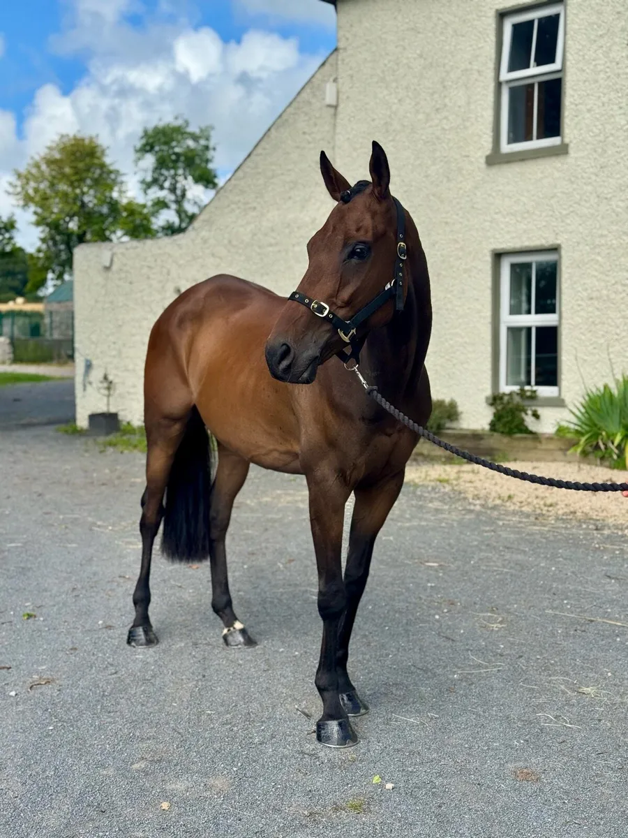7 yo gelding - Image 1