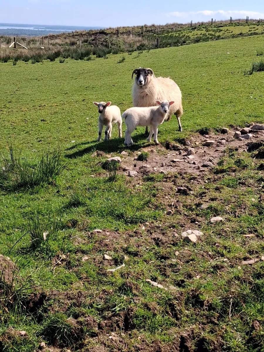 Sheep - Image 2