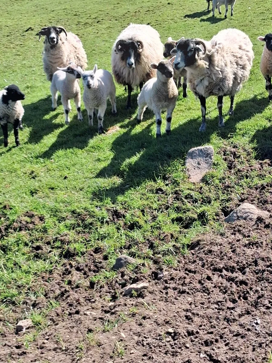 Sheep - Image 3