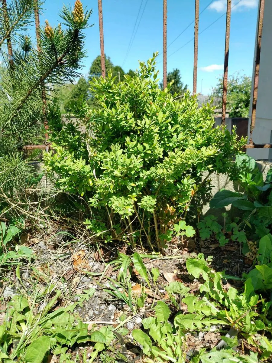 Buxus boxwood plant