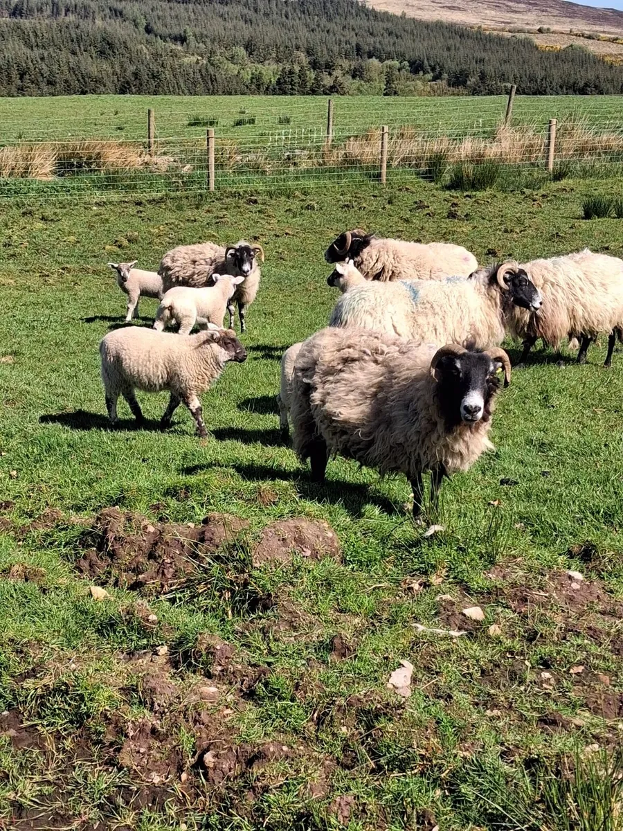 Sheep - Image 4