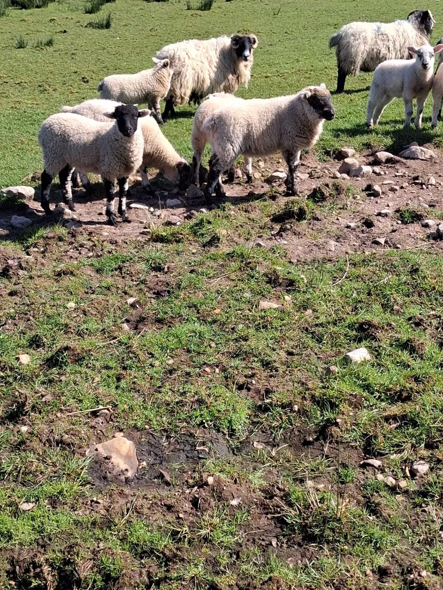 Sheep - Image 1