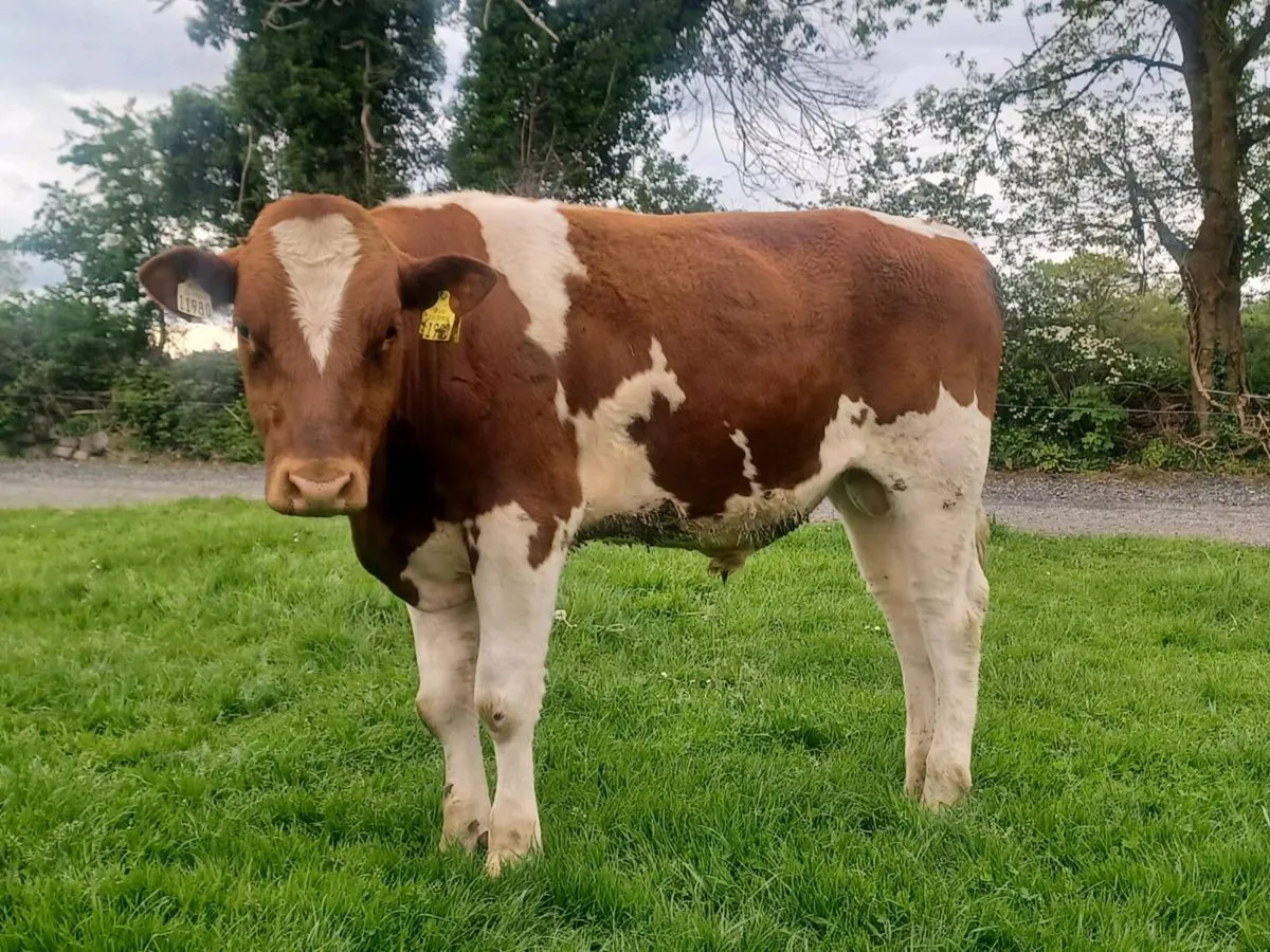 Red & White bull - Image 3