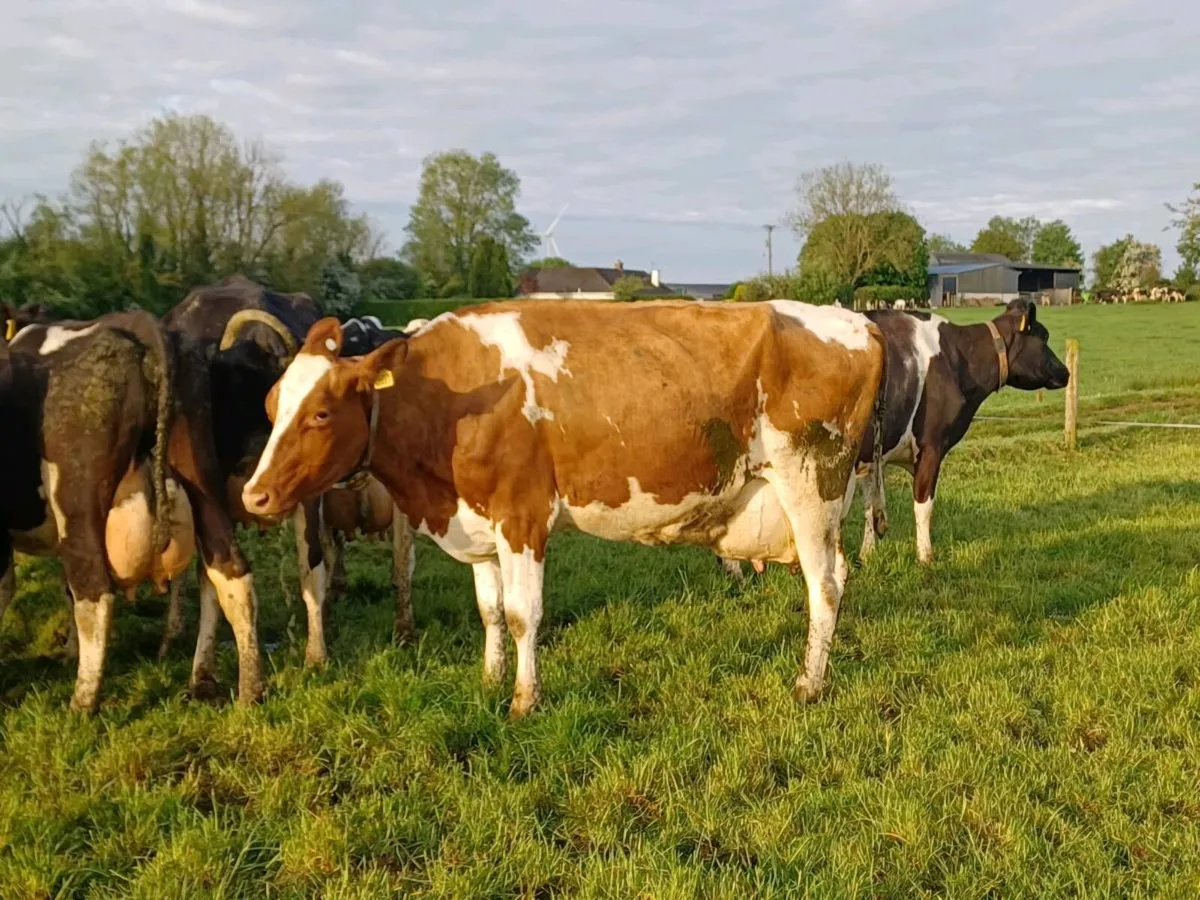 Red & White bull - Image 4