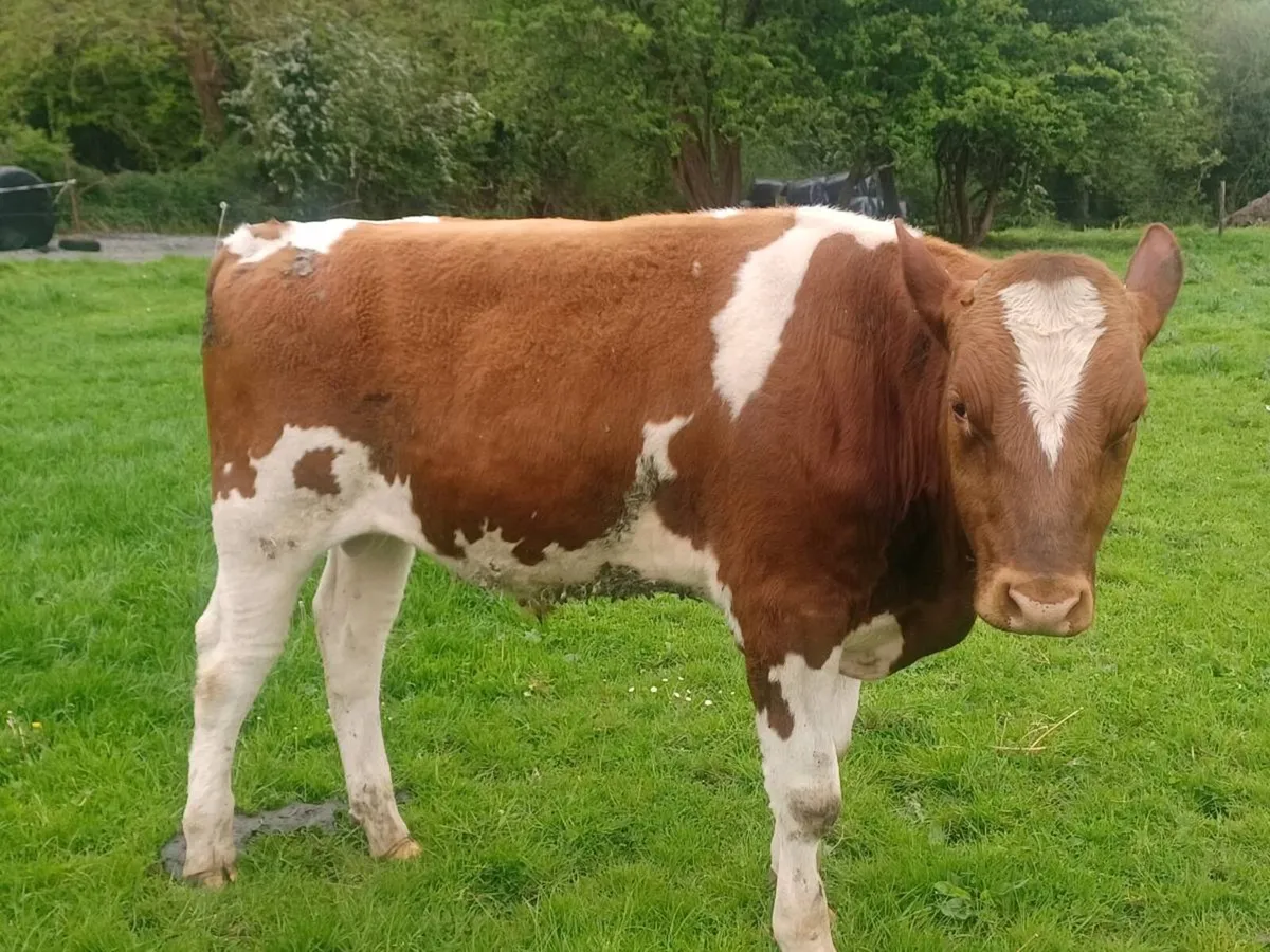 Red & White bull - Image 2
