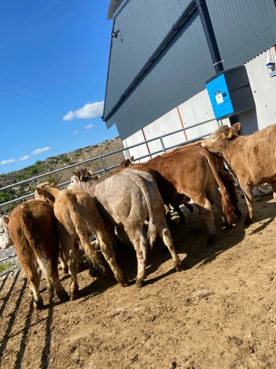 10 suckler bred heifer weanlings - Image 2