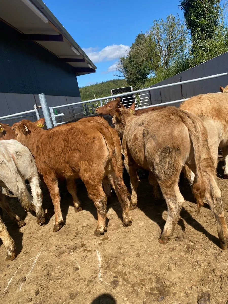 10 suckler bred heifer weanlings - Image 1