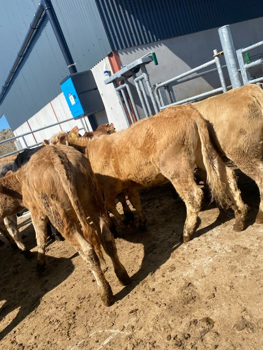 10 suckler bred heifer weanlings - Image 4