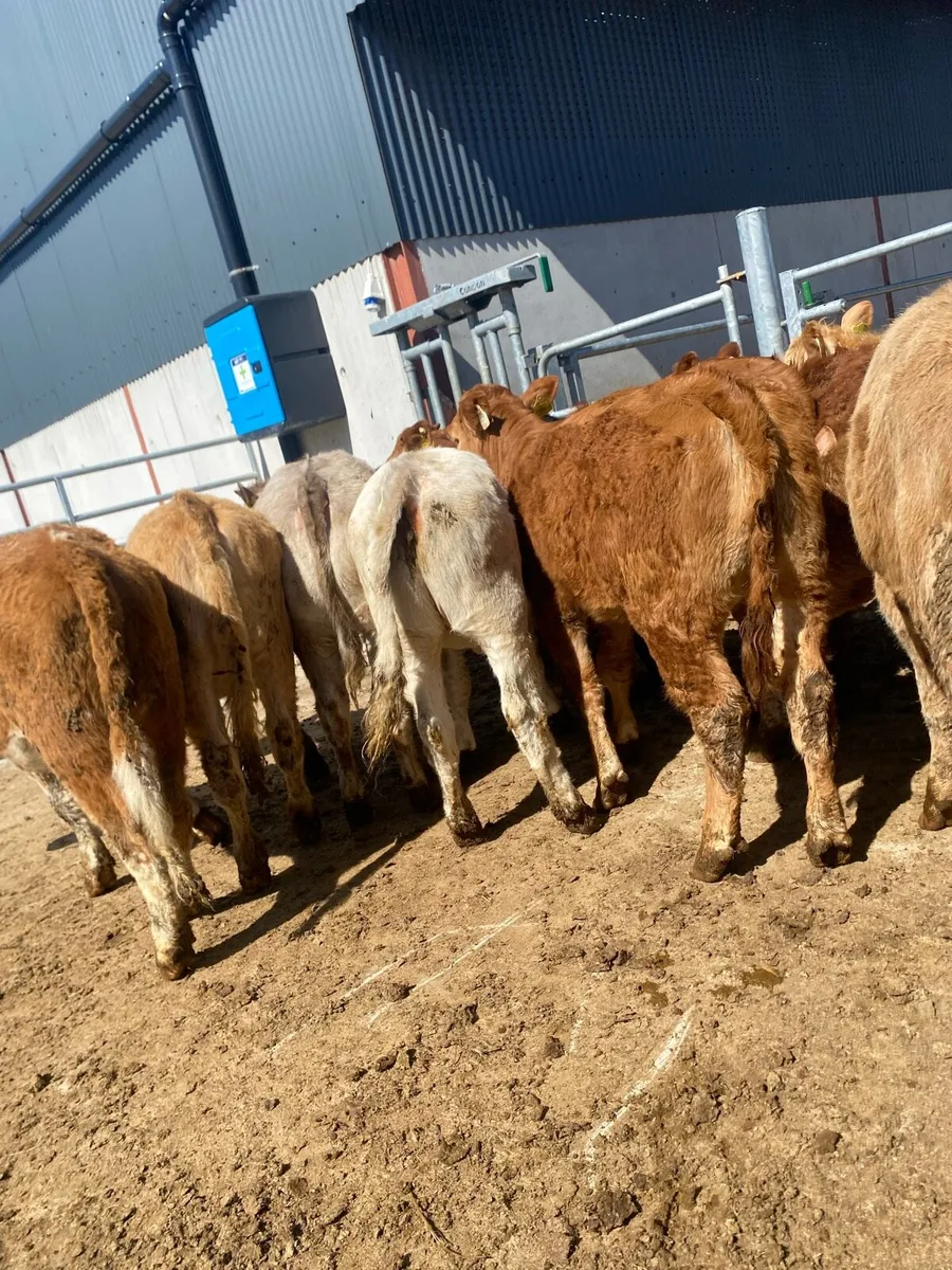 10 suckler bred heifer weanlings - Image 3