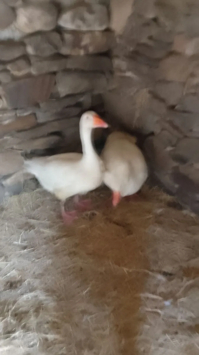 Geese - Image 1