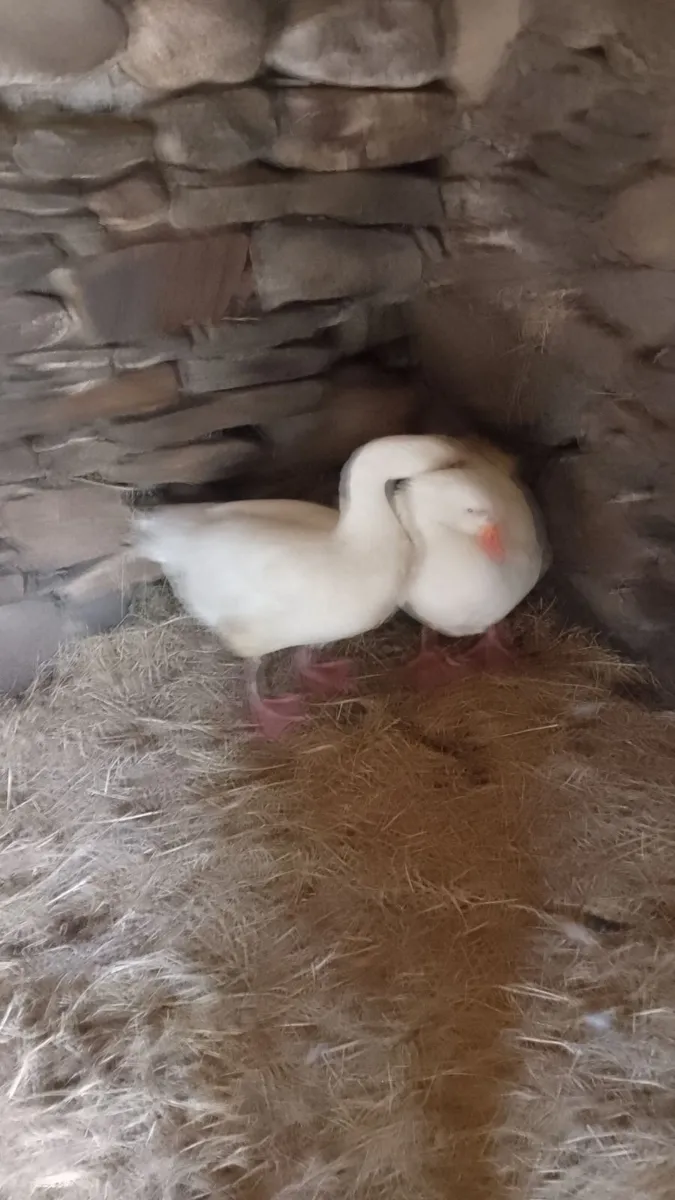 Geese - Image 2