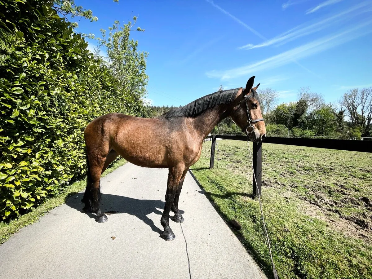 Vivant 3 year old