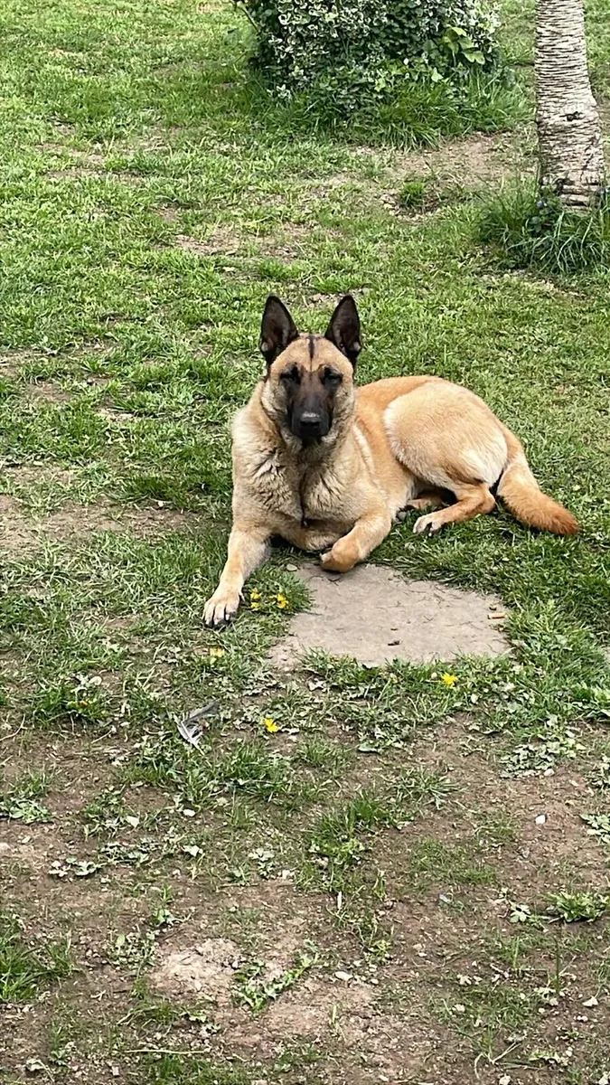 Free Belgium Shepherd