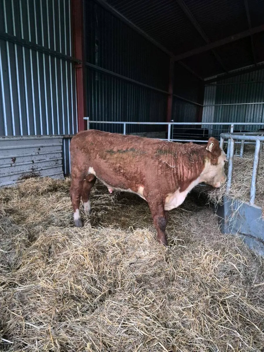 Hereford bull - Image 1
