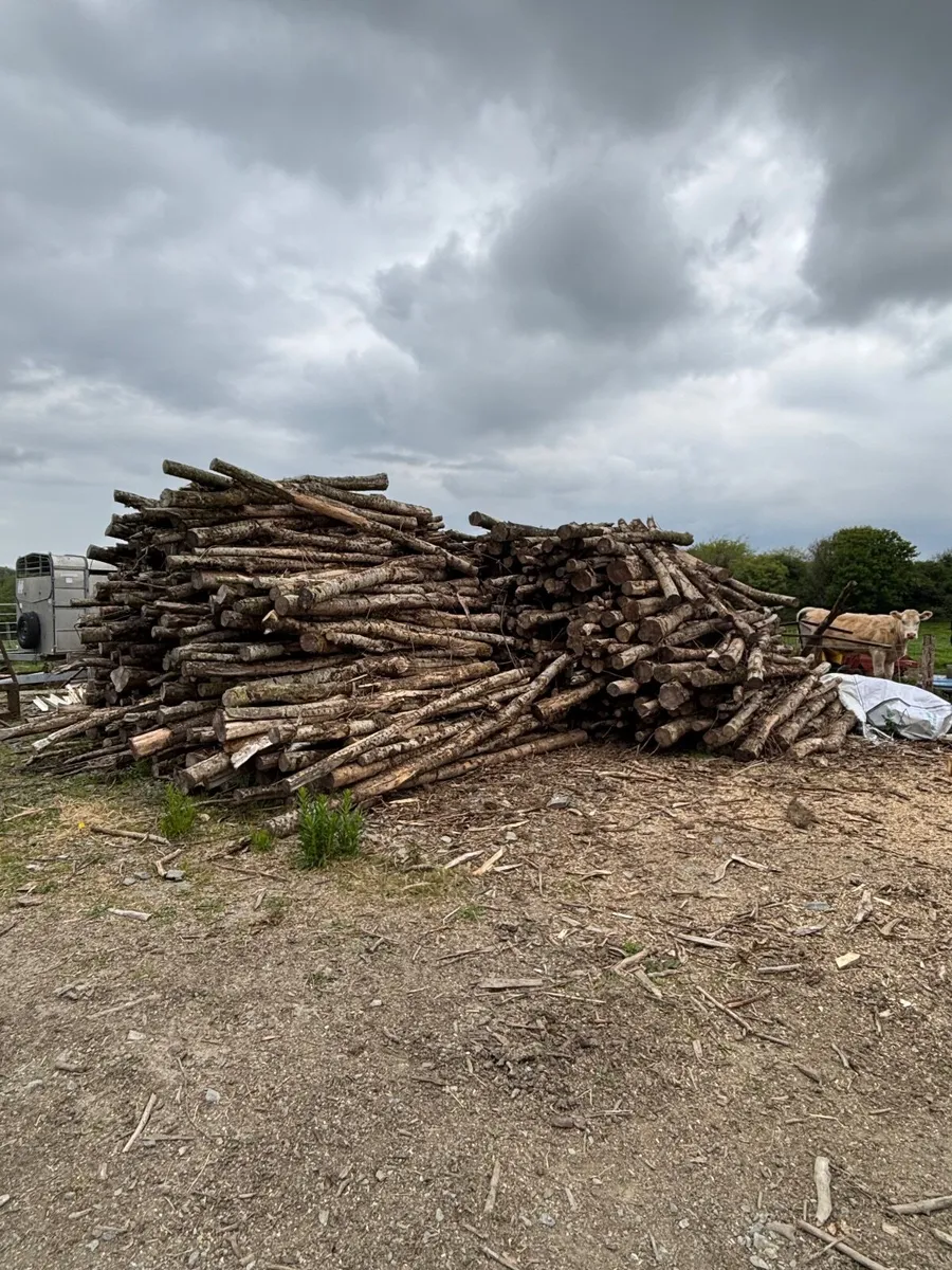 Ash & beech Firewood - Image 1