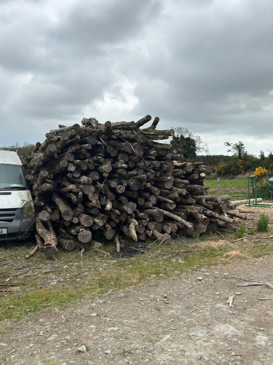 Ash & beech Firewood - Image 3