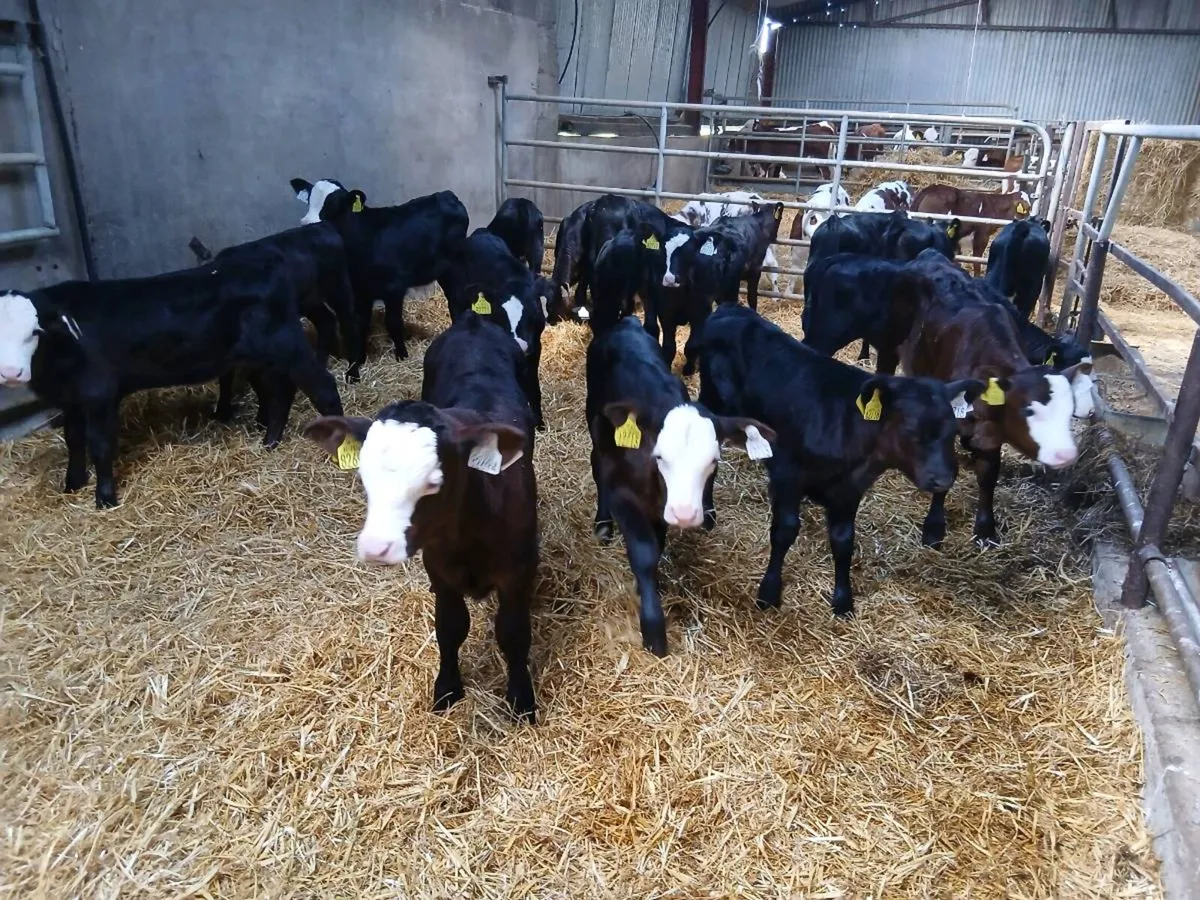 ABERDEEN  Angus Calves - Image 2