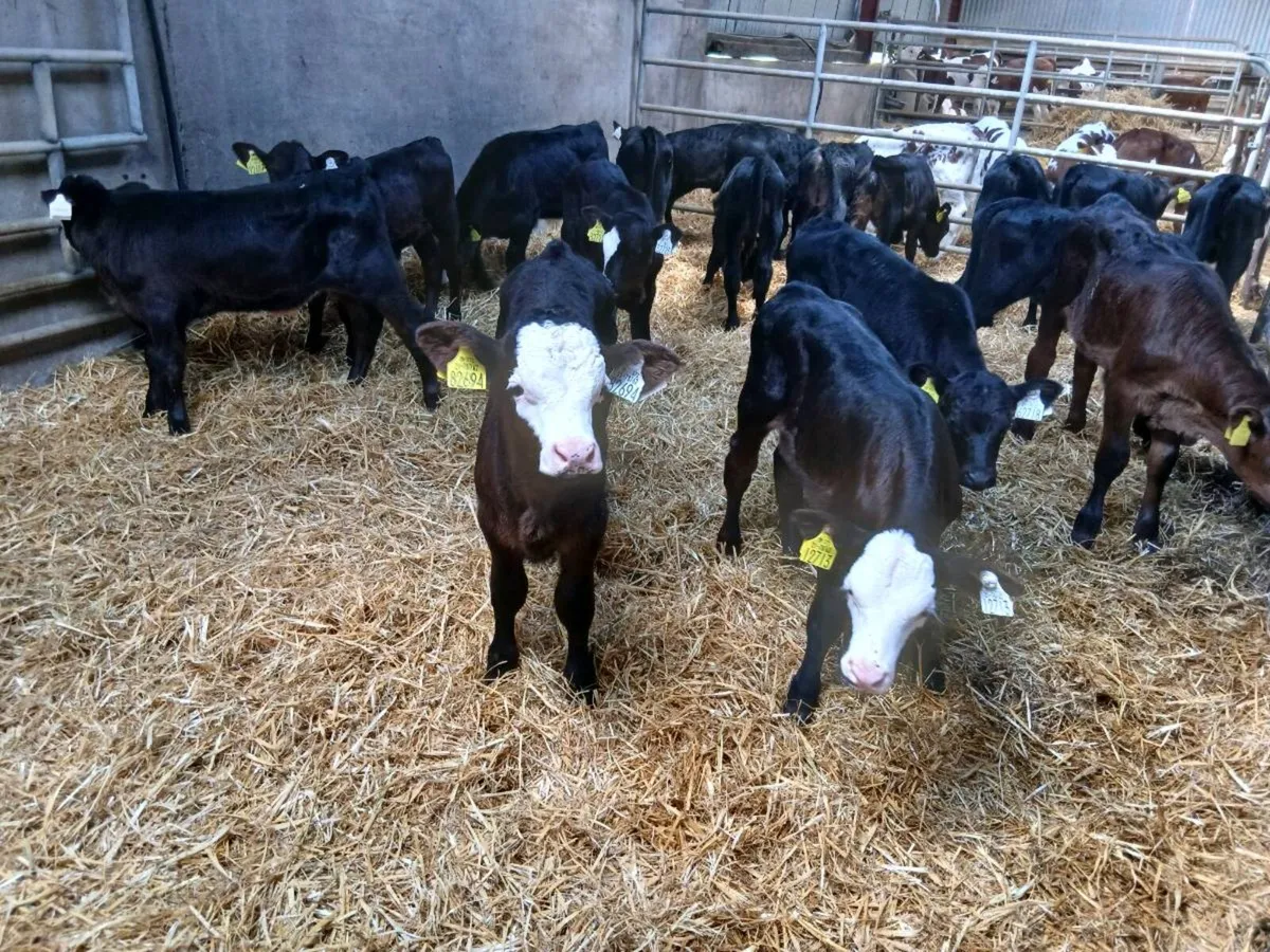 ABERDEEN  Angus Calves - Image 3