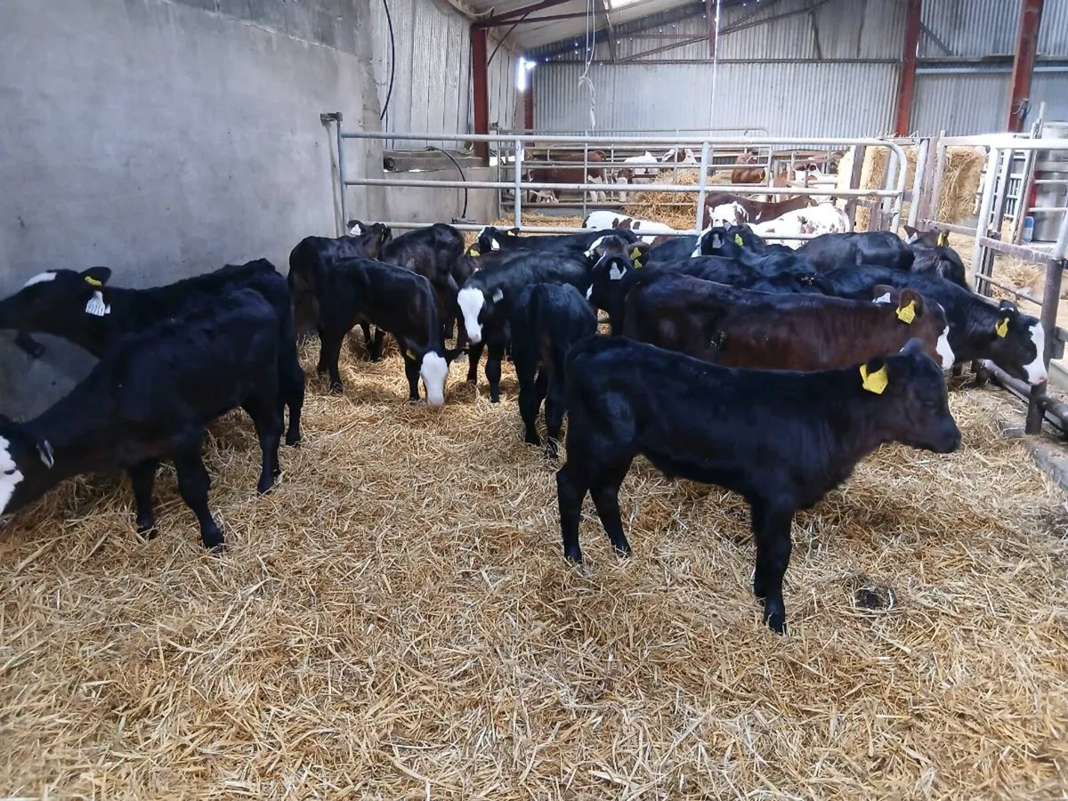ABERDEEN  Angus Calves - Image 4