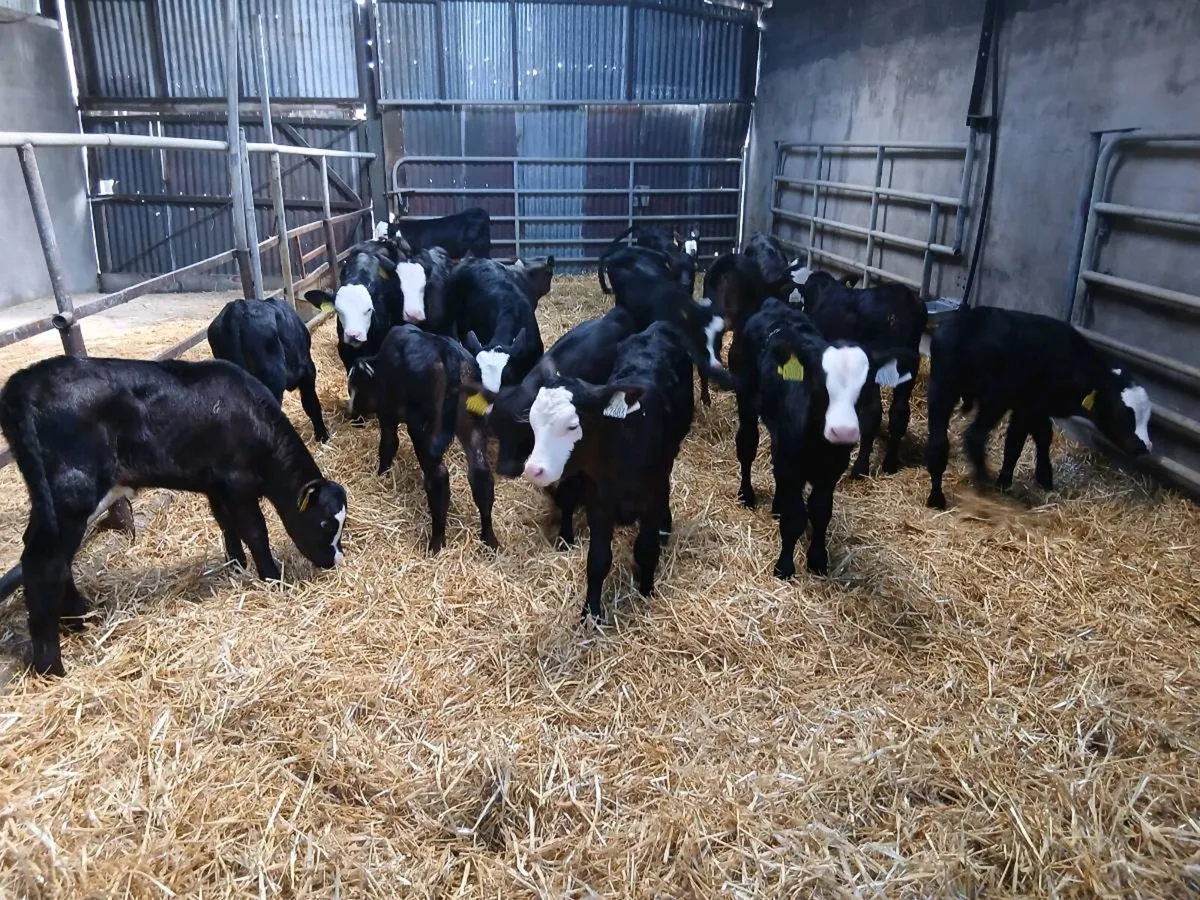 ABERDEEN  Angus Calves - Image 1