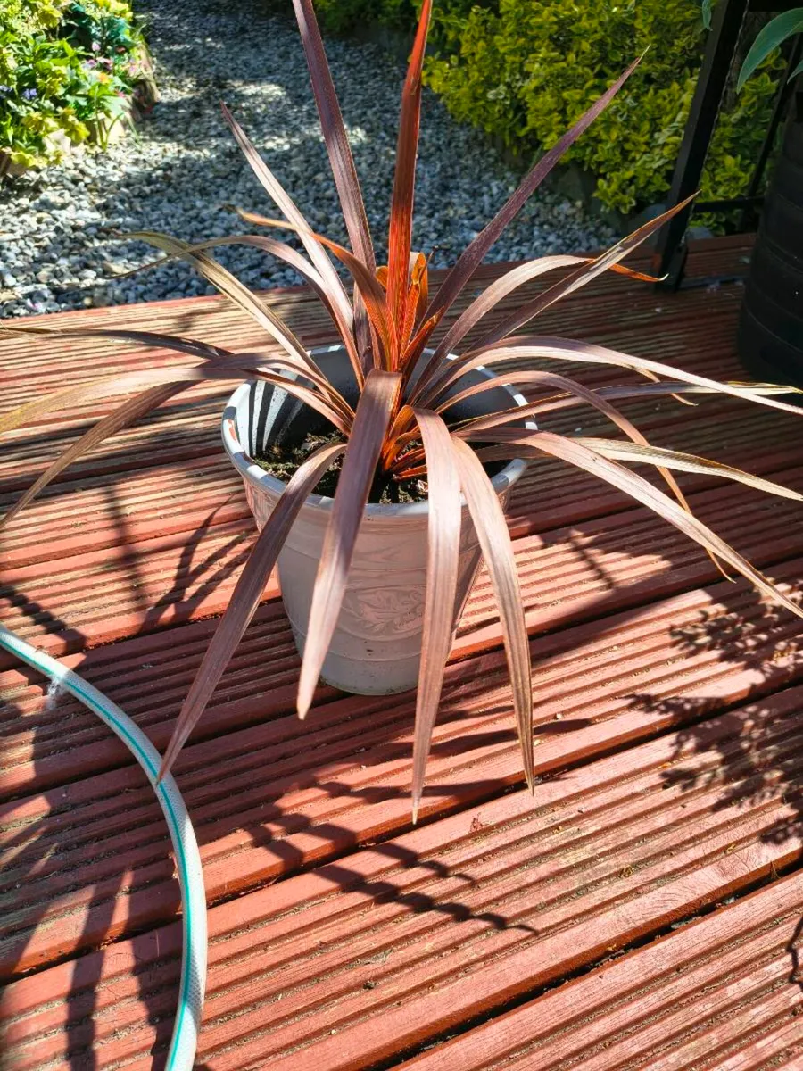 Perrinal Plants - Image 1