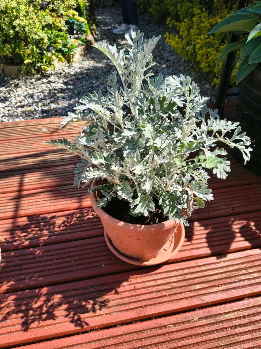 Perrinal Plants - Image 2