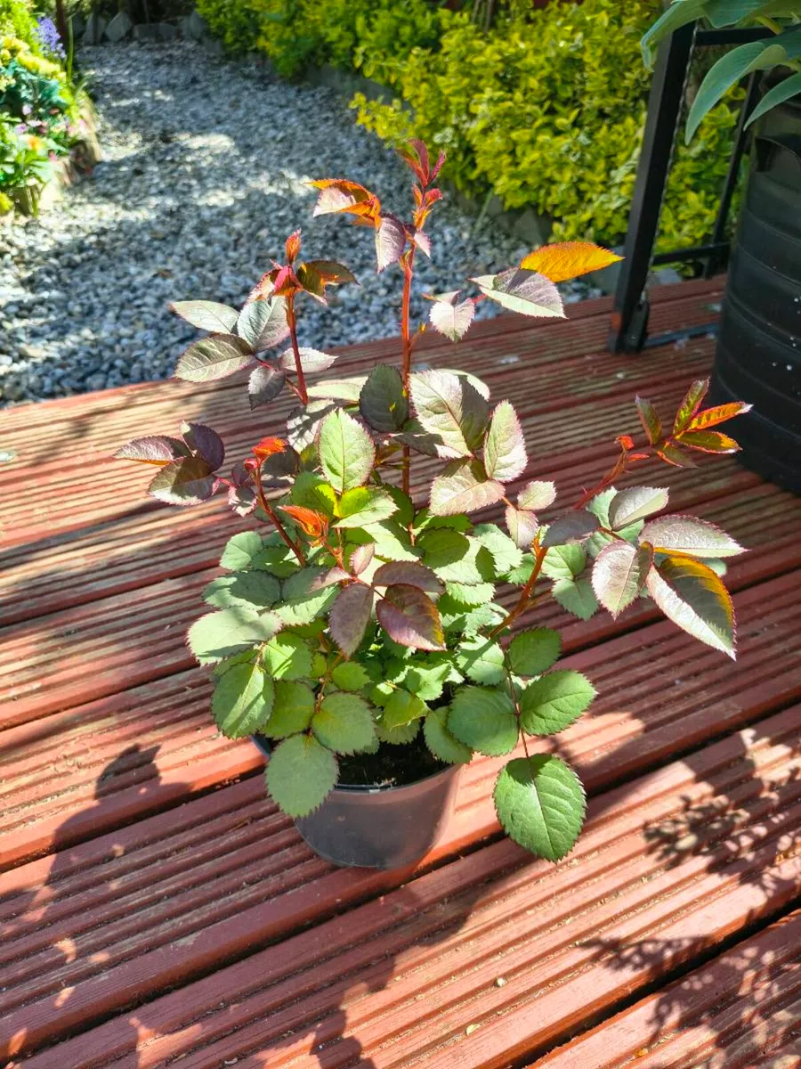 Perrinal Plants - Image 3