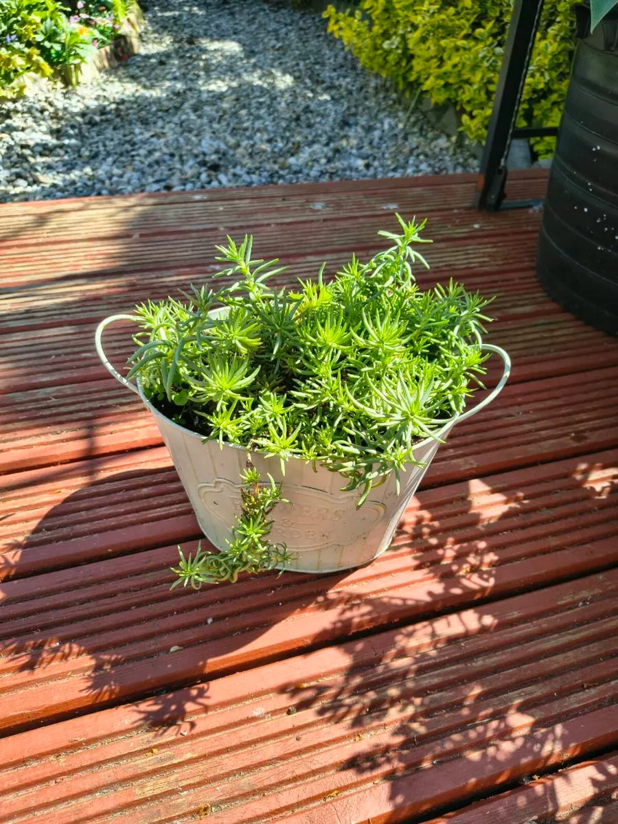 Perrinal Plants - Image 4